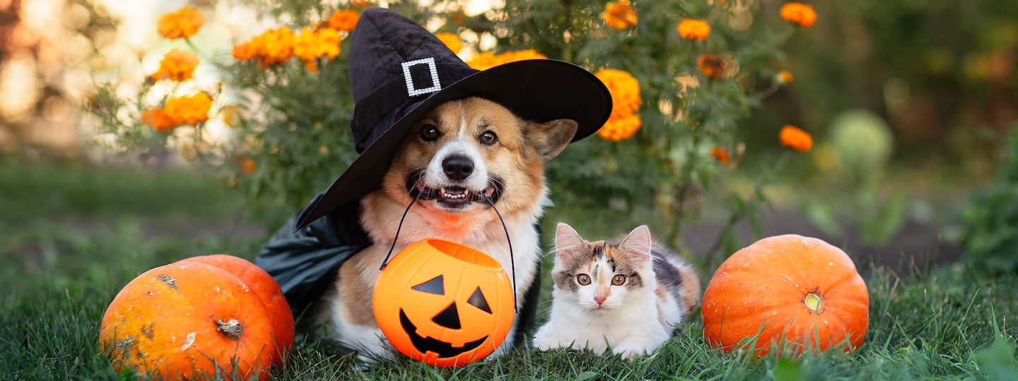 Dog and cat Halloween scene